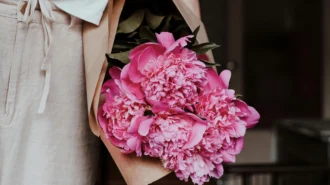 Коли садити півонію – правильний час та догляд