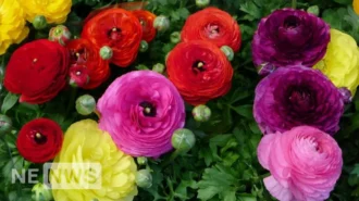 Як і коли садити лютики для пишного цвітіння