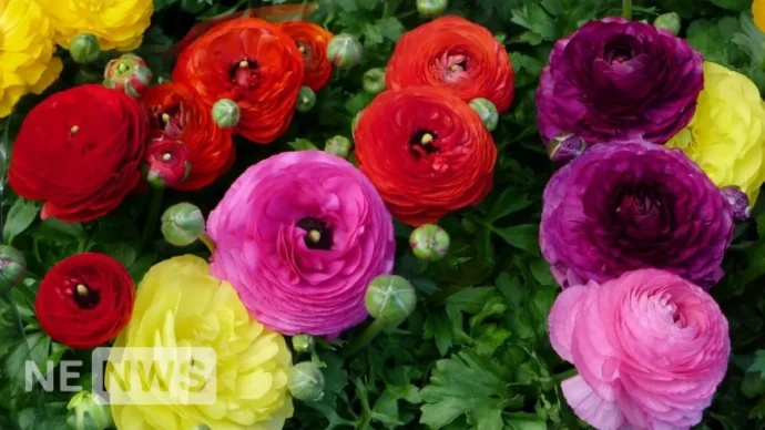 Як і коли садити лютики для пишного цвітіння