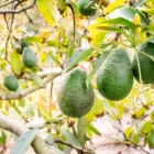 Як посадити авокадо вдома: покрокова інструкція для початківців