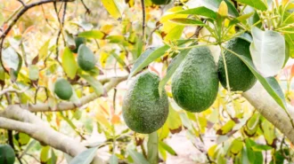 Як посадити авокадо вдома: покрокова інструкція для початківців