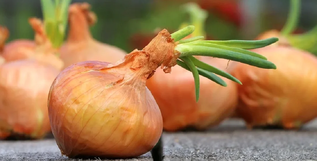 Коли садиться цибуля на зиму: оптимальні строки посадки