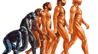 A Simple Guide to Evolution and How Humanity Evolved