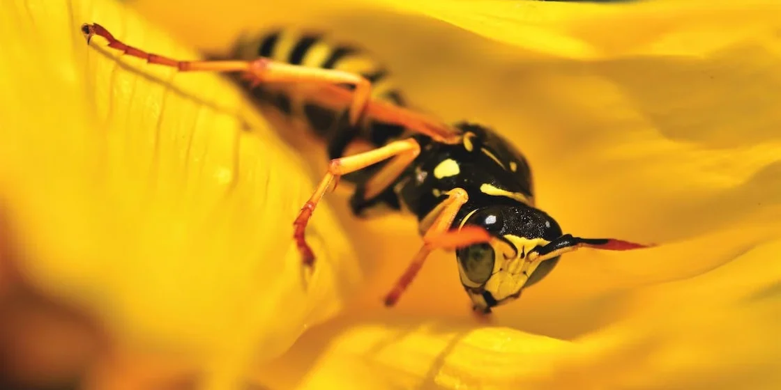 Що робити, якщо вкусила оса?