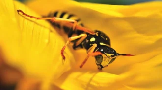 What to Do If You Get Stung by a Wasp
