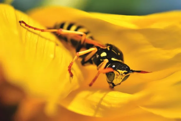 What to Do If You Get Stung by a Wasp