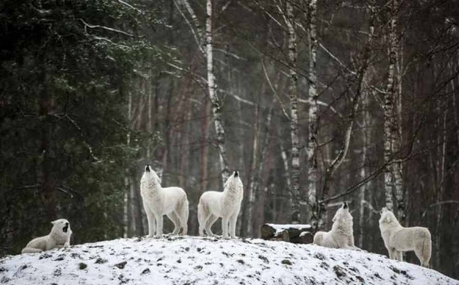 Мумії з Сибіру: древні собаки виявилися вимерлими вовками