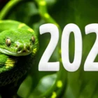 Jahr 2025: Welches Tier symbolisiert es? Merkmale und Farbe des östlichen Kalendersymbols