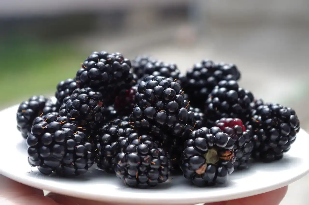 How blackberries benefit men and women
