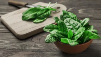Користь шпинату для здоров’я: результати клінічних досліджень і думки дієтологів