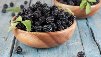 Ожина: користь ягоди та 7 фактів, через які ви захочете їсти її щодня