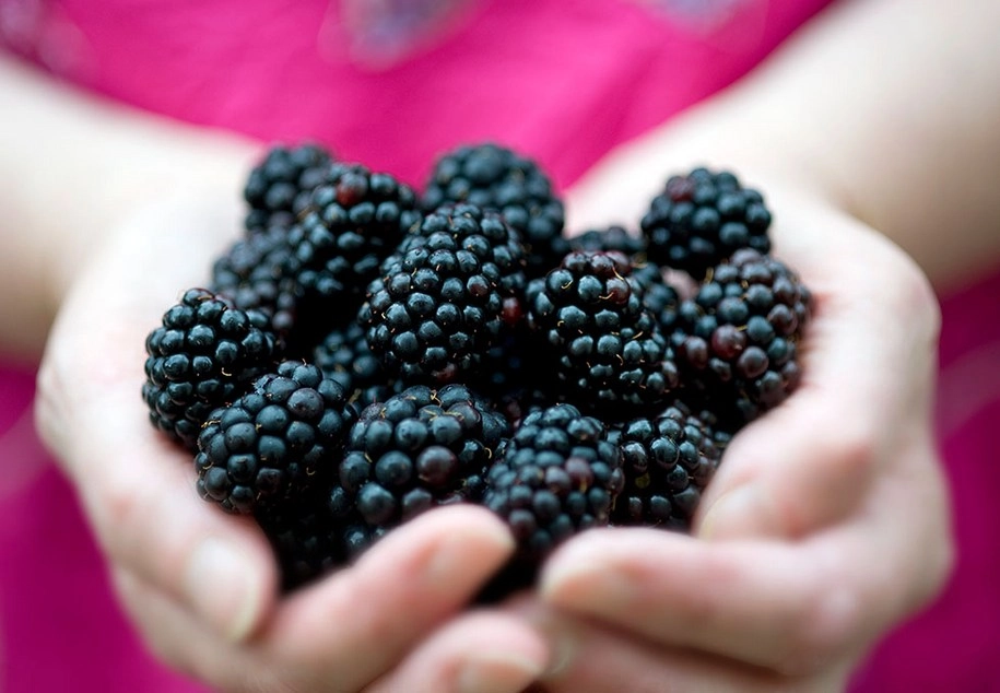 Кому не варто їсти ожину?