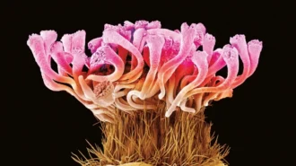 Будова квітки: як виглядає квітка під мікроскопом