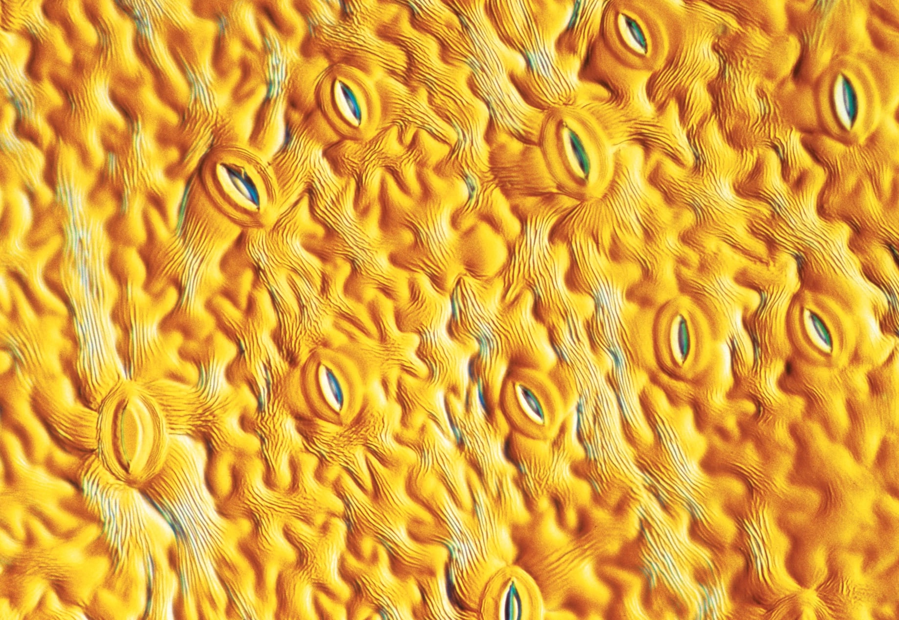 Як досліджують квіти під мікроскопом?