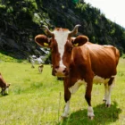 До чого сниться корова: найточніші значення і несподівані трактування, детальні пояснення для жінок і чоловіків