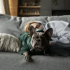 Сонник собака: 25 тлумачень сну про собаку для різних життєвих ситуацій