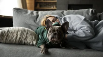 Сонник собака: 25 тлумачень сну про собаку для різних життєвих ситуацій