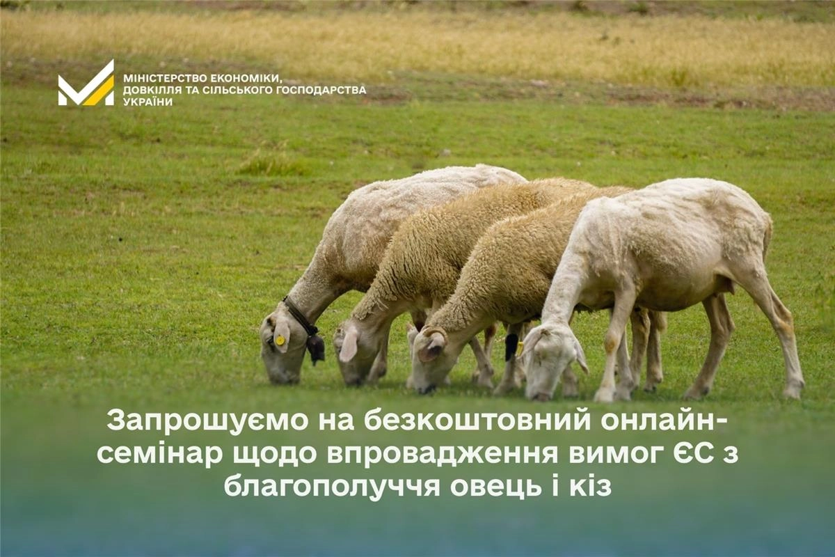 Чотири вівці пасуться на зеленому полі, на фоні логотип Міністерства економіки України