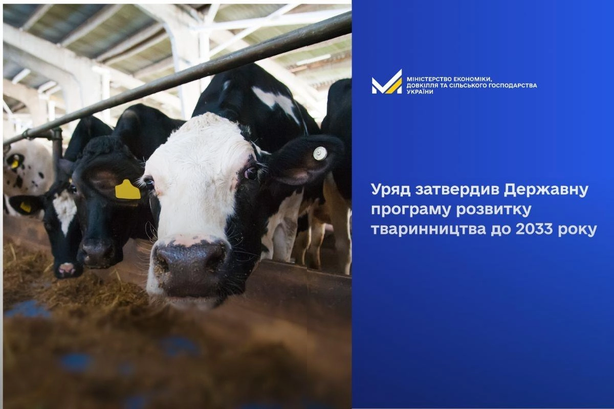 Корови на фермі, що символізують розвиток тваринництва в Україні до 2033 року