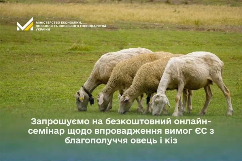 Вимоги ЄС до утримання овець і кіз з 2026: що змінюється і кому варто долучитися до семінару