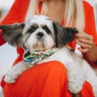 Маленькі породи собак: найкращі компаньйони для дому та квартири