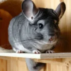 Шиншилла як компаньйон у домашніх умовах