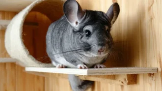 Шиншилла як компаньйон у домашніх умовах