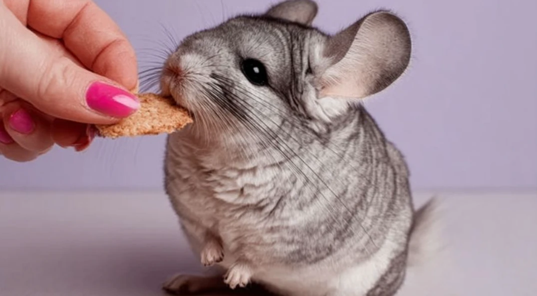 Шиншилла стане справжньою окрасою дому і джерелом позитивних емоцій.