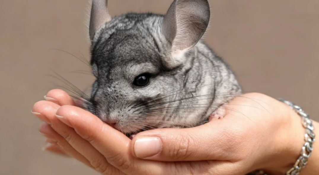 Якщо людина цінує тишу вночі та не готова до додаткових витрат, варто зважити всі «проти».