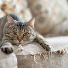 Чому кішка дряпає меблі і як це виправити