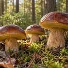 Польський гриб у 2026 році – як впізнати, де шукати і не сплутати